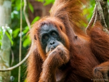 Oran-Oetang mother close up, Sumatra